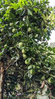 Aanandam - An Independent Villa in 1 Acre Farm - Wayanad - 8