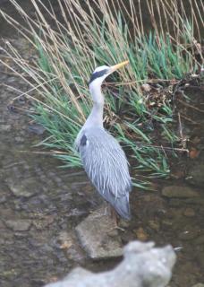 Riverside - Knaresborough - 4