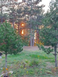 Pine dream - Ohrid - 5
