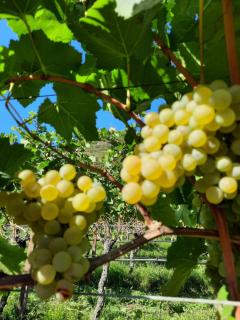 Weinhof Kager - Missiano - 1