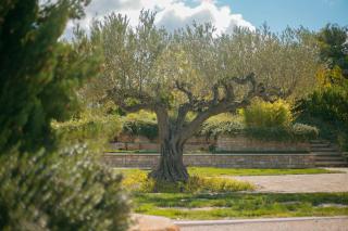 Colle degli ulivi Green Resort - Petacciato - 3