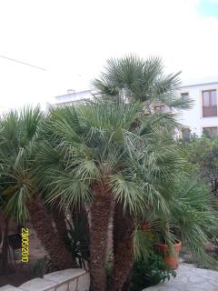 casa cocos - San Vito lo Capo - 0