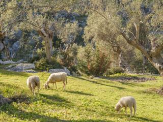 Agroturismo Muleta de Ca S'hereu - Port de Sóller - 7