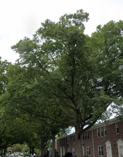 Manuel Next Doors palace - Brooklyn - 1