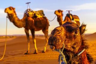 Sahara Splendor Camp - Merzouga - 2