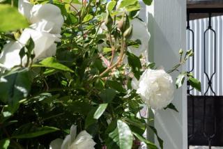 Central Elegance: Cottage Gem with Parking - Launceston - 5