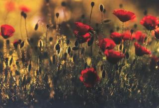 Kis ház az erdő mellett - Little house next to the forest - 8