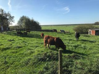 Ferienhaus Große Gaarde - 3