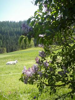 Pircherhof - Urlaub und Erholung im Troadkost'n - Sankt Kathrein am Hauenstein - 4