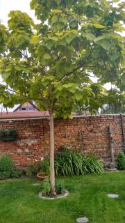 Ferienwohnungen Haus Leonore - 7