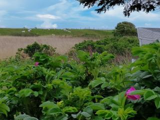 Ferienwohnungen Peters - 3