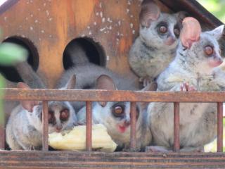 Monkeys Tail - Marloth Park - 1