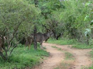 Monkeys Tail - Marloth Park - 4