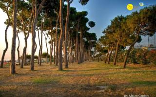 Lady 1 - Pineto Vacanza - 1