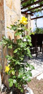 Apartmani Presečki - Pag - 6