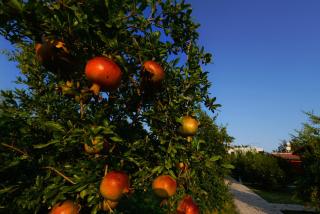 Yildiz Pension Bungalows - Cıralı - 2