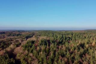 Ferienhaus am Wingster Wald (Alleinlage) - Wingst - 5