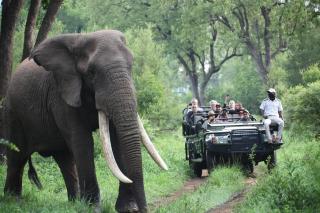 Karongwe Portfolio - Becks Safari Lodge - Hoedspruit - 0