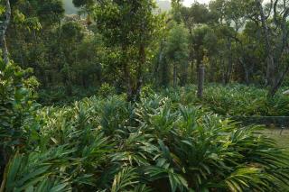 Cardamom Casa Plantation Villa - Munnar - 3