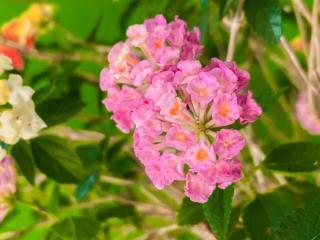 The Linux Garden Hotel (City Amphur Muang Yala) - Yala - 5