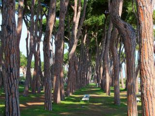 Orchidea Luxury - Pineto Vacanza - Pineto - 3