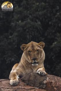 Lions View Accommodation - Nelspruit - 9