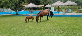 Cabaña rodeada de naturaleza - 8