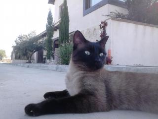 La Peña del Gato - Buendía - 2