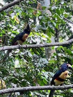 Comfy jungle place / FiberOptic/1 km from the beach - Cocles - 7