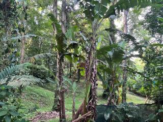 Comfy jungle place / FiberOptic/1 km from the beach - Cocles - 2