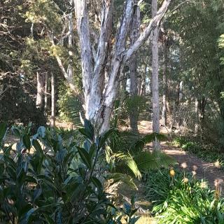 The Blue House - Nimbin - 9