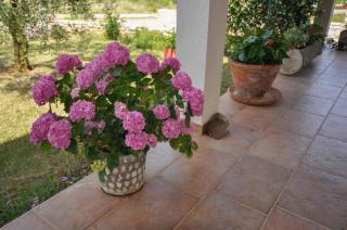 Angela - Novigrad Istria - 4