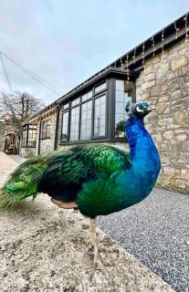 Peacock cottage - Ewenny - 9