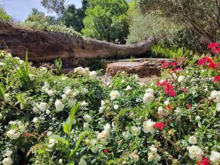 Blissful Country Garden King Bed Cottage - Grabouw - 6
