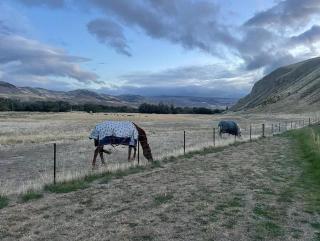 Gold Miners Cottage - Tarras - 3