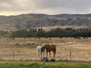 Gold Miners Cottage - Tarras - 1