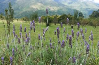 finca de barcena, country house - Tumbaya - 6