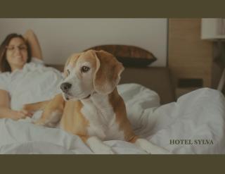 Hotel Sylva - Sylva - 4