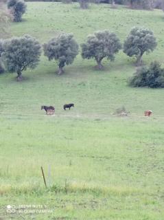 LUX VERA B & B - Agropoli - 4