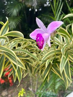 Exclusive Apartment with loft in Altos del Maria - 2