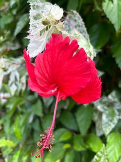 Exclusive Apartment with loft in Altos del Maria - 4