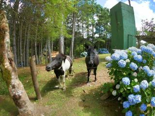 Casa de Campo - Alameda dos Pinus - Anitápolis - 6