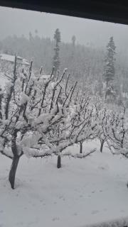 Apple Garden view and restaurant - Pahalgām - 6