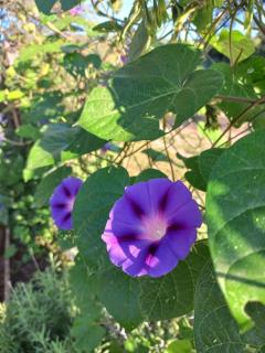 Hermosa casa amplia y luminosa - 3