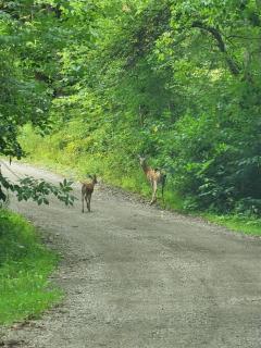 Turkey Trot, Cabin Getaway on Lake w/ Hot Tub - 1
