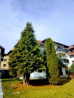 Nenad Jevtić - Zlatibor - 1