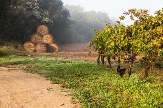 Oliver Moragues Grandhouse & Vineyard - Algaida - 7