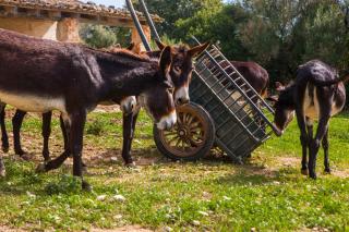 Oliver Moragues Grandhouse & Vineyard - Algaida - 8