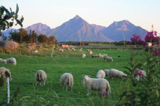 Borghildstua Feriehus - 2