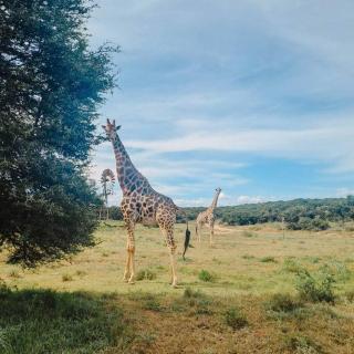 Addo Alkham Lodge - Sunland - 1